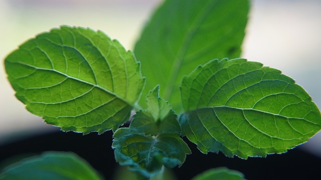 Holy Basil: The Stress-Busting Herb for Mind and Body